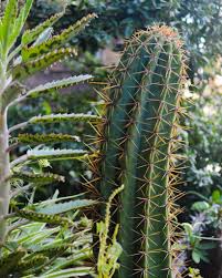 Barrel cactus for example are easily dug up. How To Repot A Cactus Plant Beginners Guide Succulent City