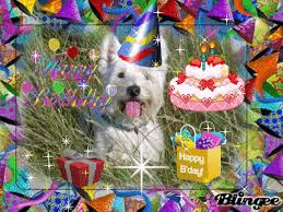 Wishing you joy and happiness in life! Best Geburtstag Dog Gifs Gfycat