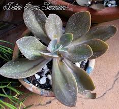 Tratando os fungos nas orquídeas. Extrato De Propolis Para Tratar Manchas De Fungos Em Suculentas Diario De Uma Sementeira