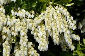 Image result for Pieris japonský obrázek