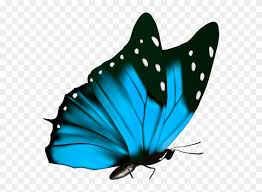 Butterfly blue phengaris alcon, blue butterfly, seven blue butterflies, blue, insects, color png. Butterfly Png Clipart Image Blue Butterfly Png Transparent Png 796785 Pinclipart