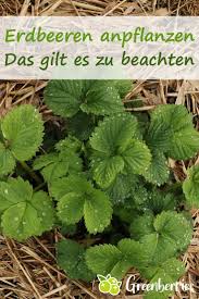 Erdbeeren Anpflanzen Und Vermehren Im Garten Und Auf Balkon Greenberries In 2020 Erdbeeren Pflanzen Pflanzen Erdbeeren
