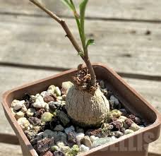 Image result for Ipomoea lapathifolia