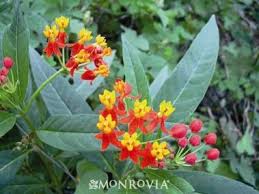 Red Butterflies Milkweed Monrovia Red Butterflies Milkweed 3 Tall Asclepias Milkweed