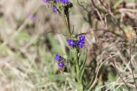 Image result for Blepharis affinis