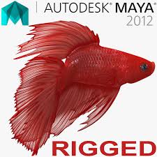Red crowntail betta aluminium metal wall plaque with stunning fractal art design. Red Crowntail Betta Fish Rigged For Maya Model 3d Turbosquid 1244205