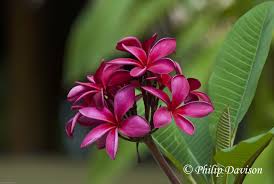 Frangipani Amazon Flowers Amazon Rainforest Plants Rainforest Plants