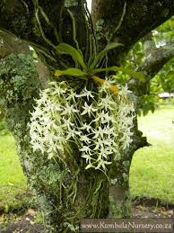 Image result for Mystacidium