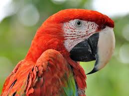 Green Bird With Red Neck Red And Green Macaw Photo Portrait Of A Bird Rainforests Of The Orinoco The Internet Bird Collection Macaw Parrot Bird