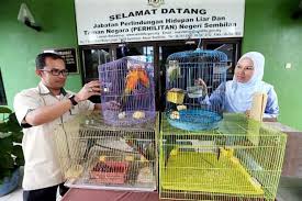 7 jalan dato muda linggi, 70100 seremban, negeri sembilan. Perhilitan Rampas 13 Ekor Burung Eksotik Luar Negara Yang Dilindungi Utusan Borneo Online