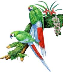 Pin By Nasir Awan On Nasir Bird Gif Parrot Image Watercolor Parrot