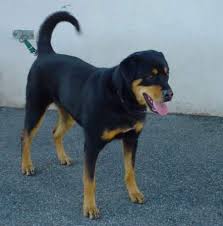 The color of the rottsky comes through more prominently. Rottweiler Husky Mix Justin Rude Zuhause Gefunden Tierschutzverein Fur Aachen Und Umgebung E V Happy Ends Archiv Von Zergportal De