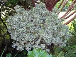 Image result for Pieris japonský little heath obrázek