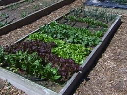If using treated wood for raised beds, plant vegetables 12 inches from the internal edge of the structure for added protection. Raised Garden Beds 3 Great Woods To Use Goosebay Sawmill And Lumber Inc