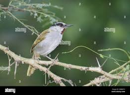 Image result for Eminia antennulifera