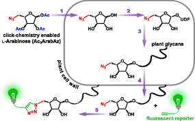 A plant cell wall was first observed and named (simply as a wall) by robert hooke in 1665. Direct Imaging Of Glycans In Arabidopsis Roots Via Click Labeling Of Metabolically Incorporated Azido Monosaccharides Bmc Plant Biology Full Text