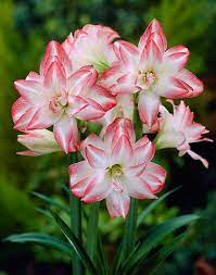 Pin On Plants Bulbs And Flowers