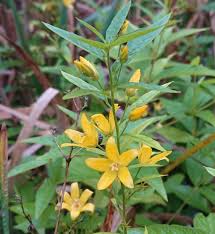 Yellow loosestrife is common throughout britain and ireland and can also be found in many mainland european countries, including slovenia. Yellow Loosestrife Naturespot