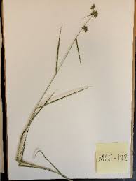 Image result for Fuirena stricta