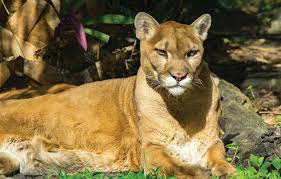 Florida state animal, florida panther (puma concolor coryi), from netstate.com. Florida Panther Update Charlotte County Florida Weekly