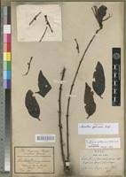 Image result for Englerina