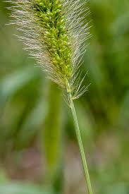 Image result for Setaria viridis