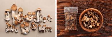Image result for Psilocybin