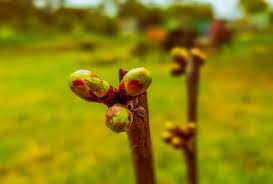 On ios 13.1 or earlier, you can't see your installment details and total balance includes the total amount you finance. How To Tell Fruit Buds From Leaf Buds Grow Great Fruit