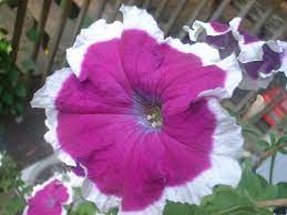 Petunias Have A Presence They Give A Big Show Of Color From A Distance Container Flowers Petunias Flowers