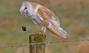 Owl Hork Photo By Mike Rawlings Barn Owl Owl Owl Photos