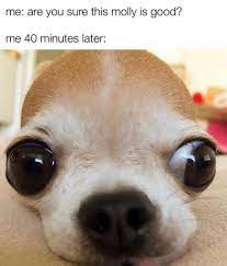Today S Sharing Funny Emoji Love Pet Chihuahua Funny Emoji