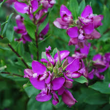 4 members have or want this plant for trade. Daily Flower Candy Polygala Myrtifolia The Frustrated Gardener