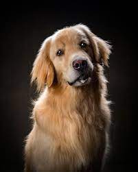 These Dogs Are Pure Personality Dog Portrait Photography Dog Photography Studio Pet Portraits Photography