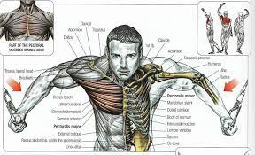Human muscle system, the muscles of the human body that work the skeletal system, that are under voluntary control muscles diagram: Flex Extend Fitness M Spicer Pt Posts Facebook