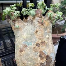 Image result for Cyphostemma