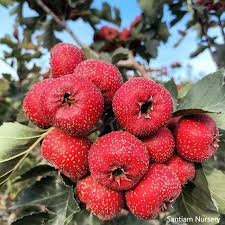 Image result for Crataegus