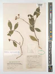 Image result for Peddiea