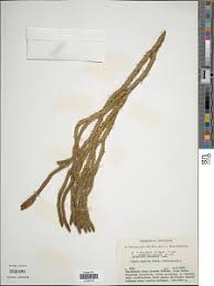 Image result for Huperzia gnidioides