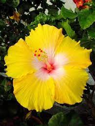 Pin On Hibiscus