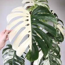 Uhm Hold My Spade This One Is Blowing Us Away Regrann From Craigmilran I Forgot It S Monday So Here Plants Plant Care Houseplant Pretty Plants