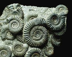 A fossil shell of such an animal. Fossil Ammonites Photograph By Sinclair Stammers Science Photo Library