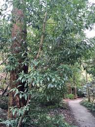 Image result for Actinodaphne