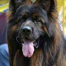 BergerHaus Long Coat German Shepherds