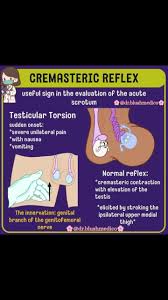 Image result for Cremasteric Reflex
