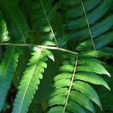 Image result for Pneumatopteris afra