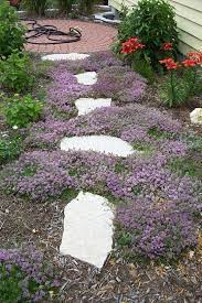 Amur Maple Small Backyard Landscaping Ground Cover Backyard Landscaping