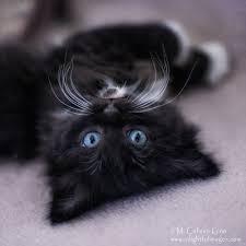 Black And White Cat With Blue Eyes Cool Concept Of Fluffy Black Kitten With Blue Eyes Funny Cat Fluffy Black Cat Black And White Kittens Tuxedo Kitten