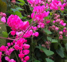Antigonon Leptopus Coral Vine Queen S Crown Queen S Etsy In 2020 Flowering Vines Perennials Flowers