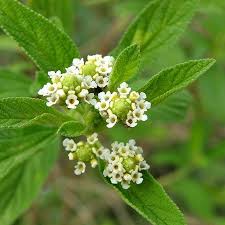 Image result for Lippia javanica