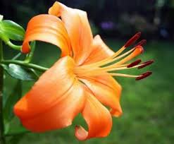 Check spelling or type a new query. Cuales Son Las Flores De Primavera Erenovable Com